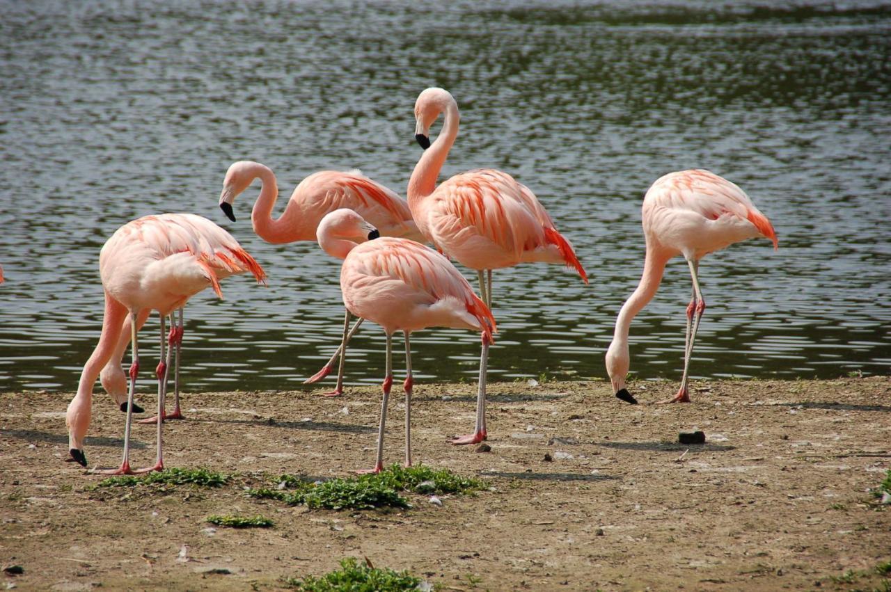 Bulle D Evasion Silly Pres De Pairi Daiza Panzió Kültér fotó
